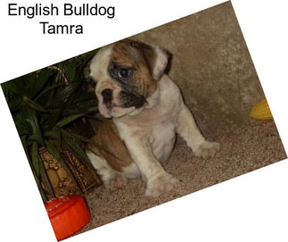 English Bulldog Tamra