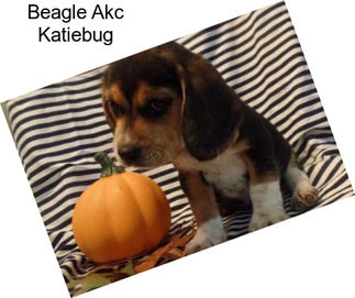 Beagle Akc Katiebug