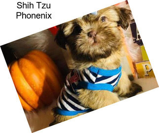 Shih Tzu Phonenix