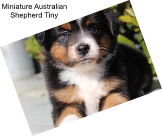 Miniature Australian Shepherd Tiny