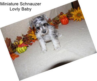 Miniature Schnauzer Lovly Baby