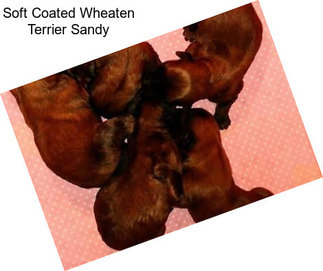 Soft Coated Wheaten Terrier Sandy