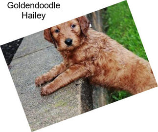 Goldendoodle Hailey
