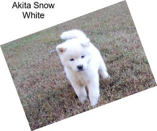 Akita Snow White