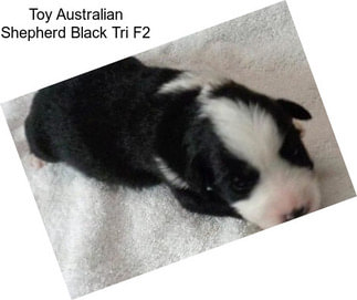 Toy Australian Shepherd Black Tri F2