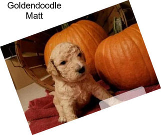Goldendoodle Matt