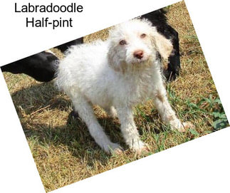 Labradoodle Half-pint