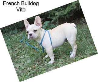 French Bulldog Vito