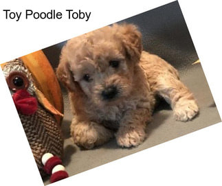 Toy Poodle Toby