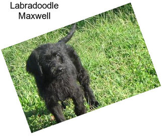 Labradoodle Maxwell