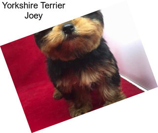 Yorkshire Terrier Joey