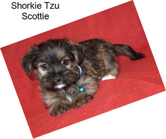 Shorkie Tzu Scottie