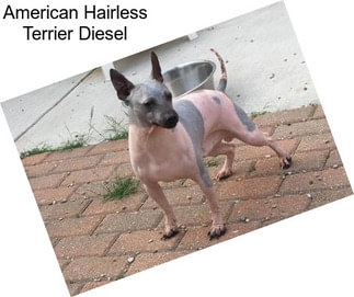 American Hairless Terrier Diesel