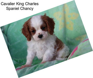 Cavalier King Charles Spaniel Chancy