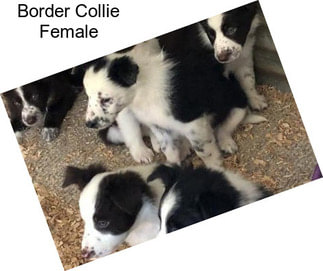 Border Collie Female