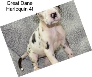 Great Dane Harlequin 4f