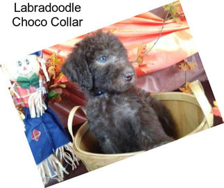 Labradoodle Choco Collar