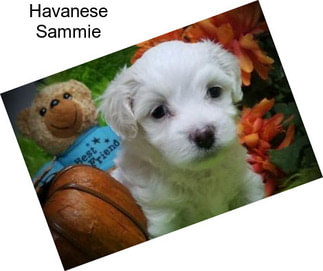 Havanese Sammie