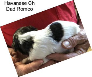 Havanese Ch Dad Romeo