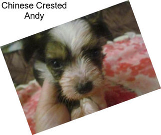 Chinese Crested Andy