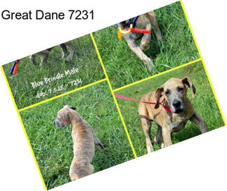 Great Dane 7231