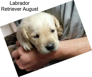 Labrador Retriever August