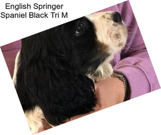 English Springer Spaniel Black Tri M