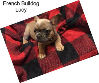 French Bulldog Lucy