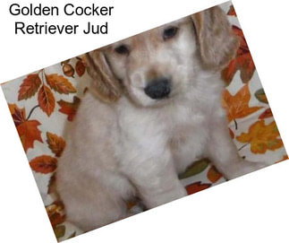 Golden Cocker Retriever Jud