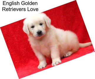 English Golden Retrievers Love