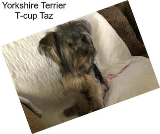 Yorkshire Terrier T-cup Taz