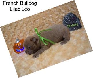 French Bulldog Lilac Leo