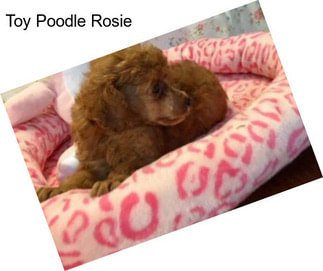 Toy Poodle Rosie