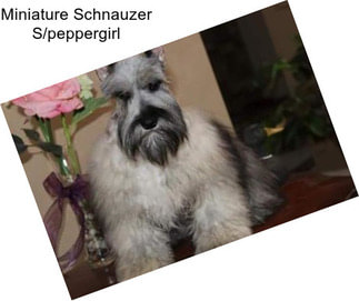 Miniature Schnauzer S/peppergirl