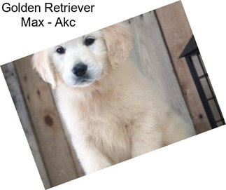 Golden Retriever Max - Akc