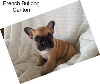 French Bulldog Canton