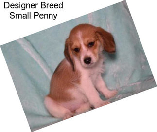 Designer Breed Small Penny