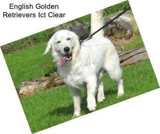 English Golden Retrievers Ict Clear