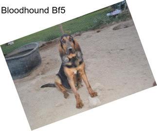 Bloodhound Bf5