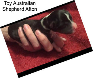 Toy Australian Shepherd Afton