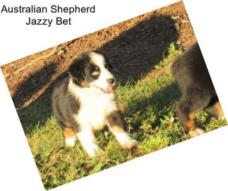 Australian Shepherd Jazzy Bet