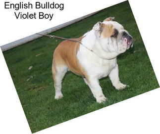 English Bulldog Violet Boy