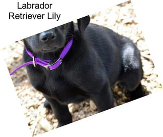 Labrador Retriever Lily