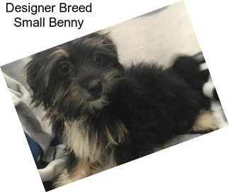 Designer Breed Small Benny