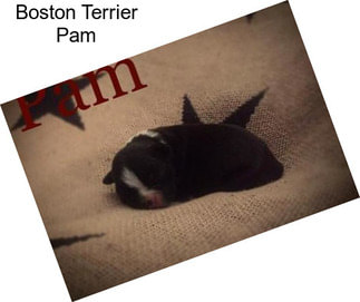 Boston Terrier Pam