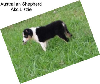 Australian Shepherd Akc Lizzie