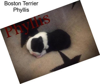 Boston Terrier Phyllis