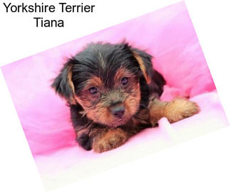 Yorkshire Terrier Tiana