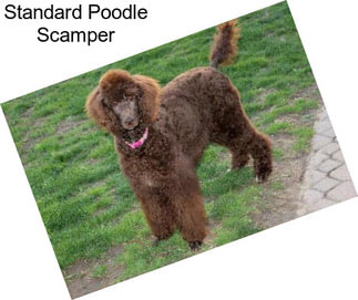 Standard Poodle Scamper