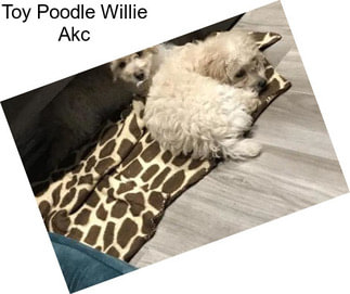 Toy Poodle Willie Akc